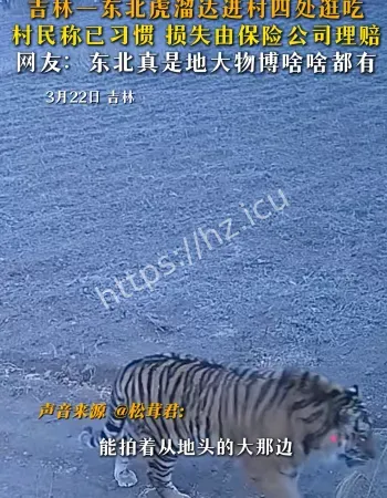 东北虎进村